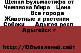 Щенки Бульмастифа от Чемпиона Мира › Цена ­ 1 000 - Все города Животные и растения » Собаки   . Адыгея респ.,Адыгейск г.